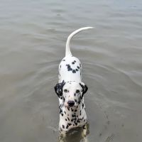 Flying Cloud Animal Hospital ico