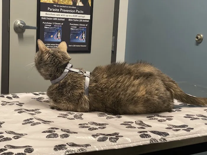Flying Cloud Animal Hospital Picture 5