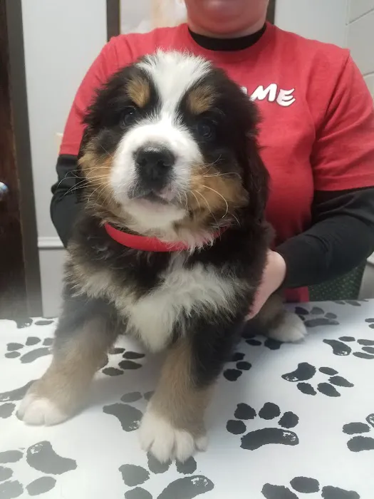 Flying Cloud Animal Hospital Picture 6