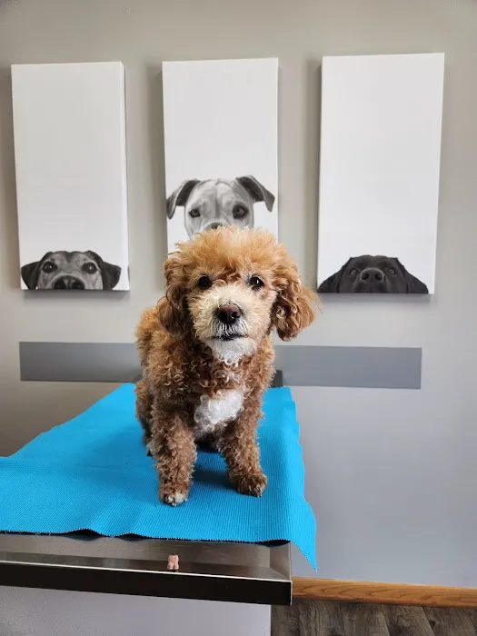 Burnsville Parkway Animal Hospital Picture 6