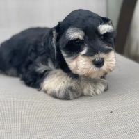 Smith Veterinary Hospital ico