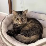 Elm Creek Animal Hospital