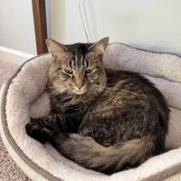 Elm Creek Animal Hospital ico