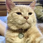 Maplebrook Pet Care Center