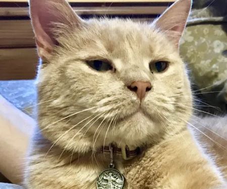 Maplebrook Pet Care Center