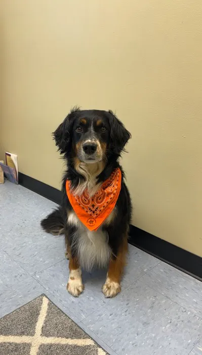 Maplebrook Pet Care Center Picture 2
