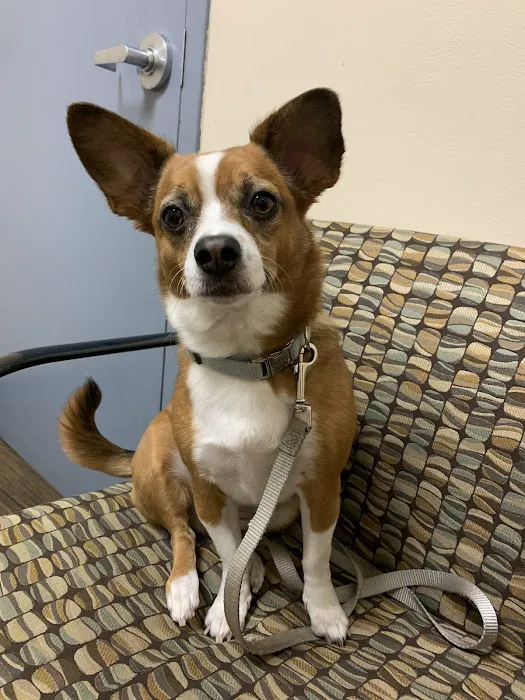 Maplebrook Pet Care Center Picture 8