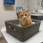 North St. Paul Animal Hospital