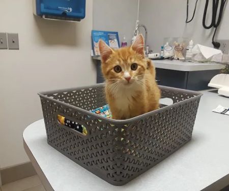 North St. Paul Animal Hospital