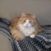 Aurora Urgent Veterinary Clinic ico