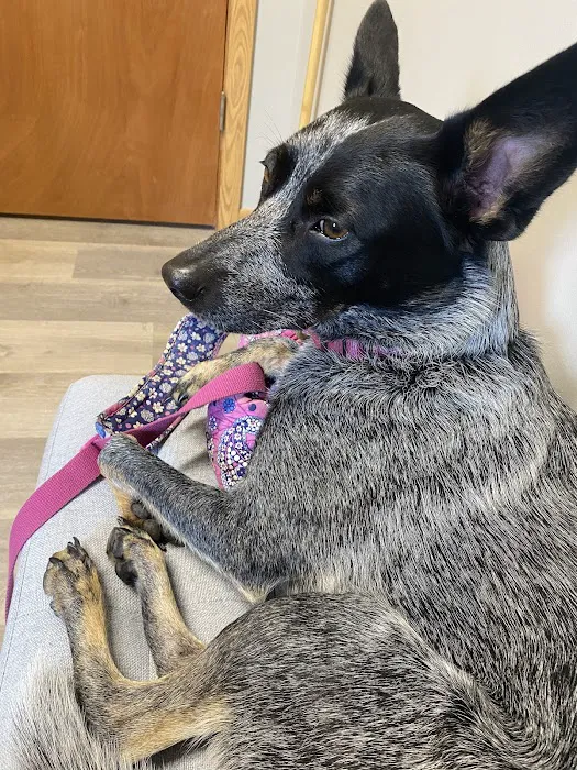 Aurora Urgent Veterinary Clinic Picture 8