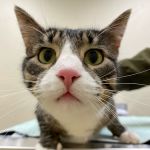 Hometown Veterinary Partners Silver Lake