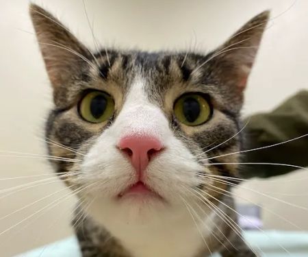 Hometown Veterinary Partners Silver Lake