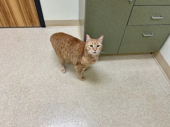 Hometown Veterinary Partners Silver Lake Picture 8