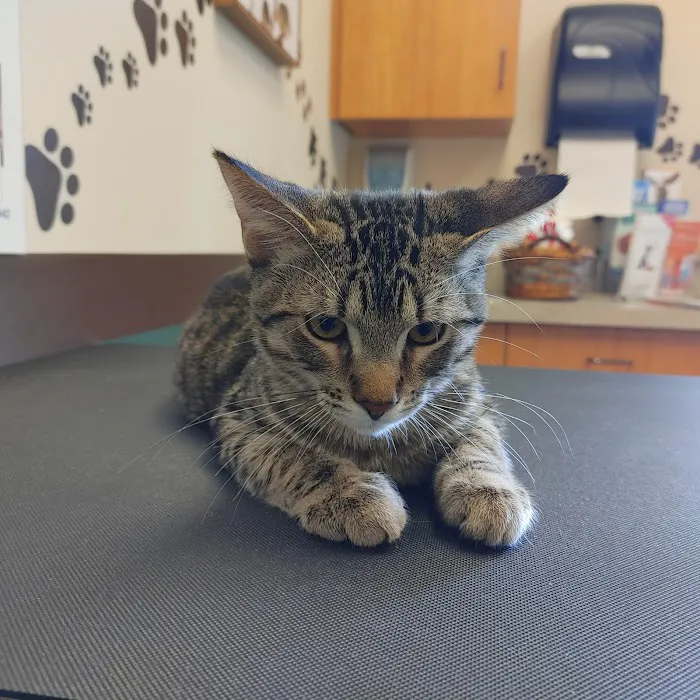 Life Care Animal Hospital Picture 1