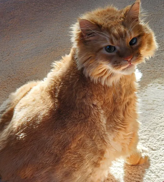 Life Care Animal Hospital Picture 10