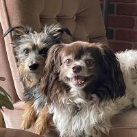 Century Animal Clinic ico