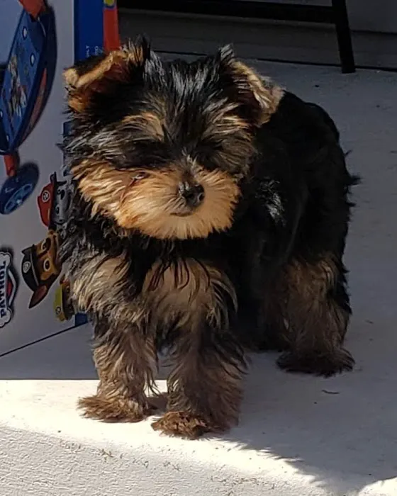 Century Animal Clinic Picture 2