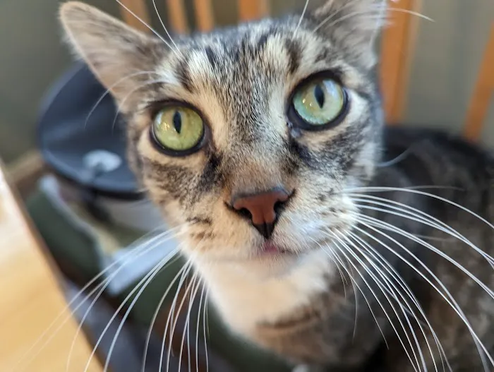 Century Animal Clinic Picture 5