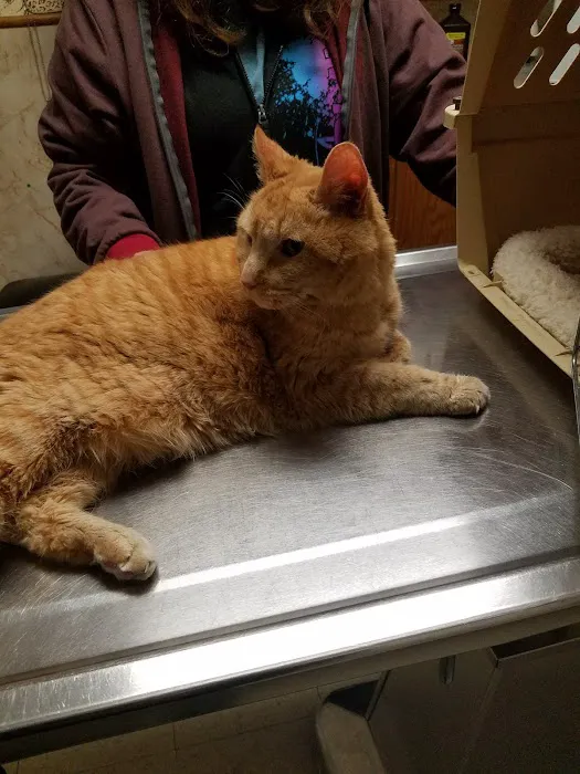 Century Animal Clinic Picture 6