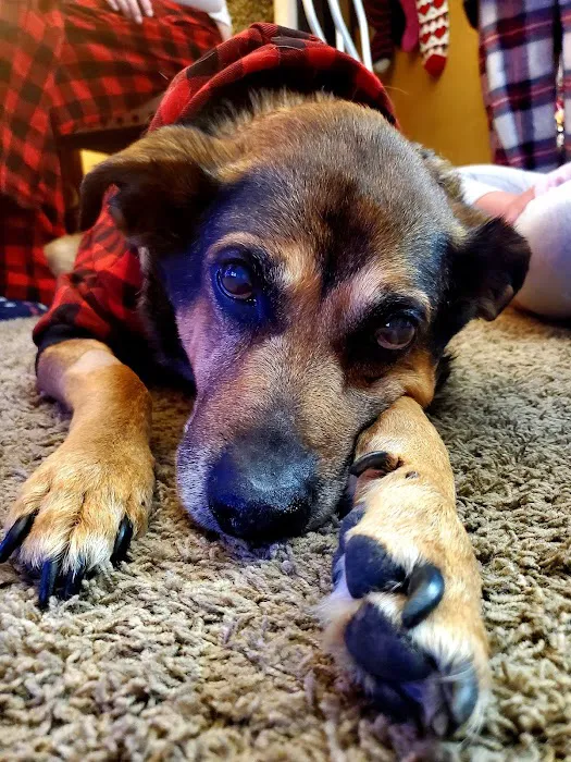 Century Animal Clinic Picture 9