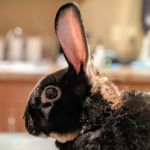 Animal Eye Specialty Center