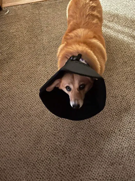 Animal Eye Specialty Center Picture 6