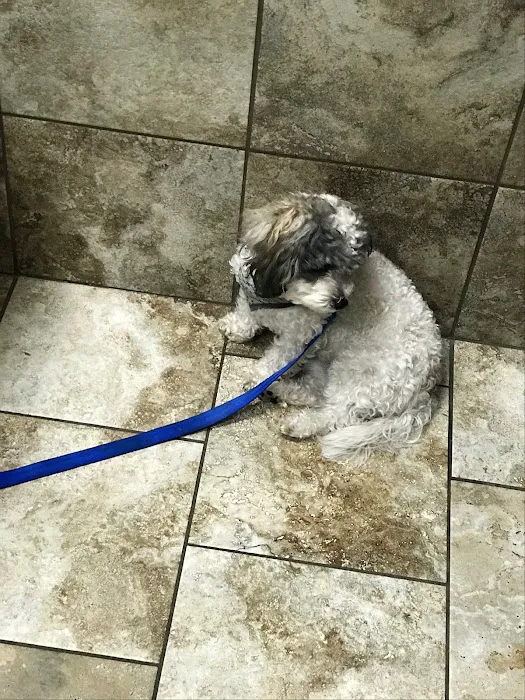 Andover Animal Hospital Picture 1