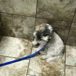 Andover Animal Hospital