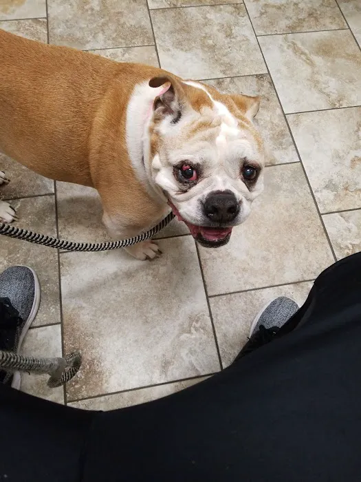 Andover Animal Hospital Picture 4