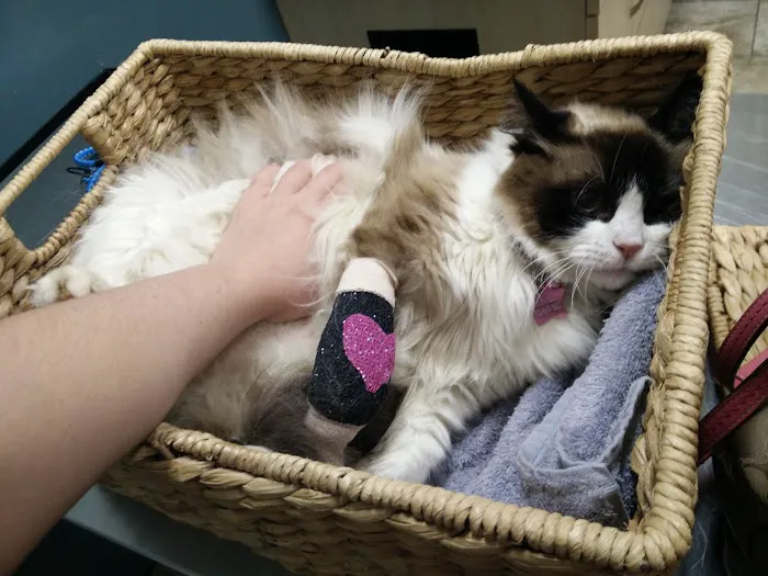 Andover Animal Hospital Picture 2