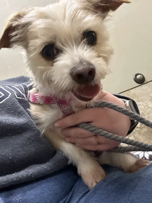 Andover Animal Hospital Picture 8
