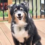 Forest Lake Veterinary Hospital
