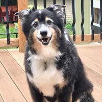 Forest Lake Veterinary Hospital ico