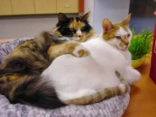 Forest Lake Veterinary Hospital Picture 5
