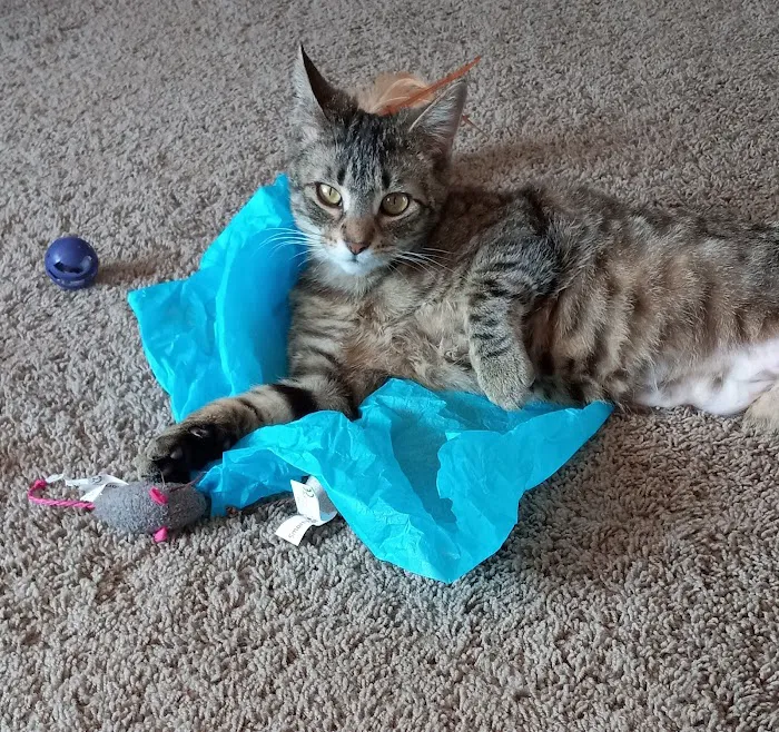 Forest Lake Veterinary Hospital Picture 3