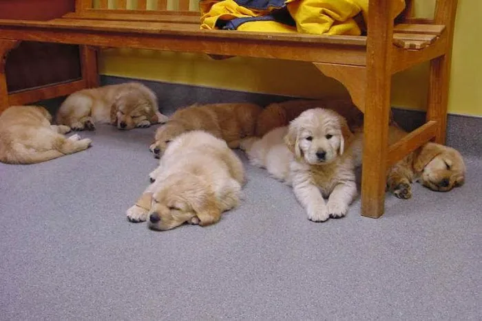 Forest Lake Veterinary Hospital Picture 10