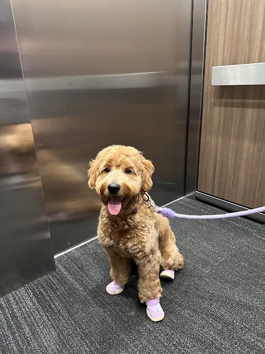 North Paws Veterinary Clinic- General Practice and Urgent Care Picture 2