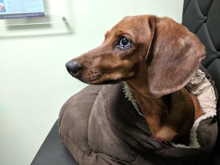 North Paws Veterinary Clinic- General Practice and Urgent Care Picture 1