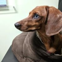 North Paws Veterinary Clinic- General Practice and Urgent Care ico