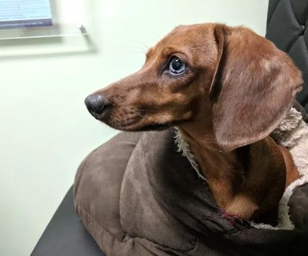 North Paws Veterinary Clinic- General Practice and Urgent Care