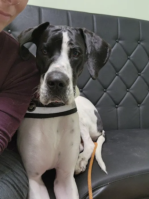 North Paws Veterinary Clinic- General Practice and Urgent Care Picture 9