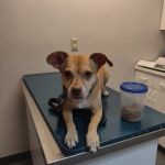 Corcoran Pet Care Center