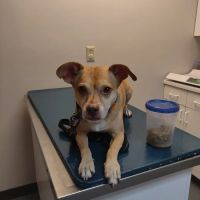 Corcoran Pet Care Center ico