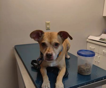 Corcoran Pet Care Center