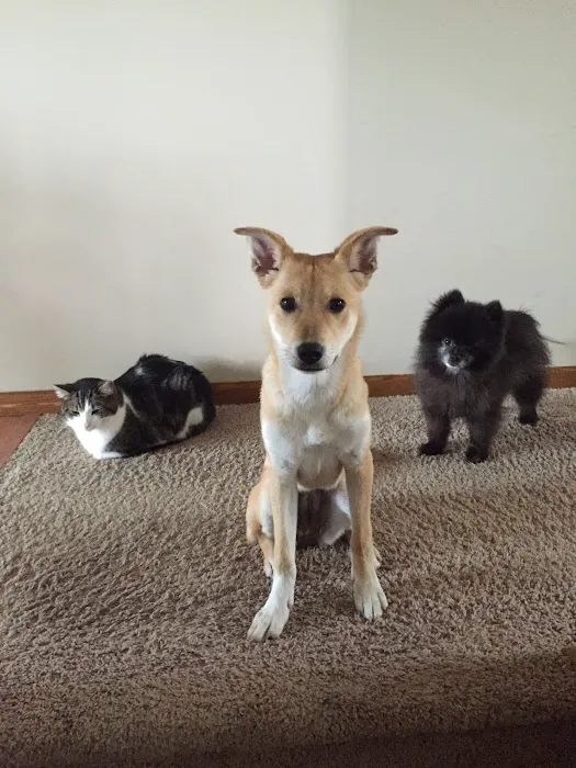 Corcoran Pet Care Center Picture 8