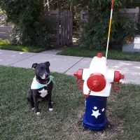Rum River Veterinary Clinic ico