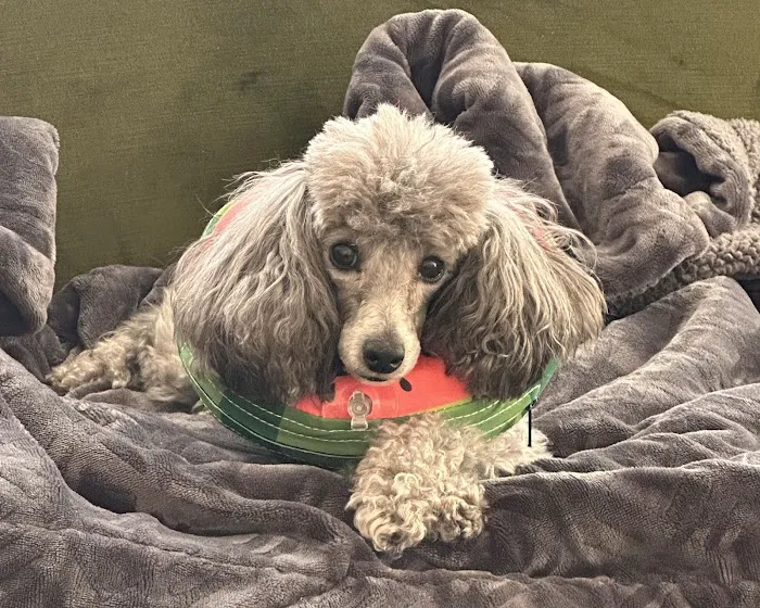 Ramsey Animal Hospital Picture 10