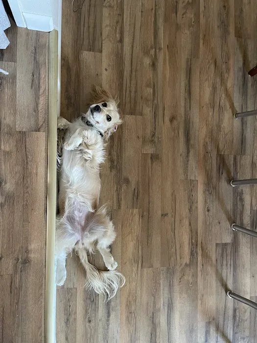 Holistic Veterinary Care Picture 3