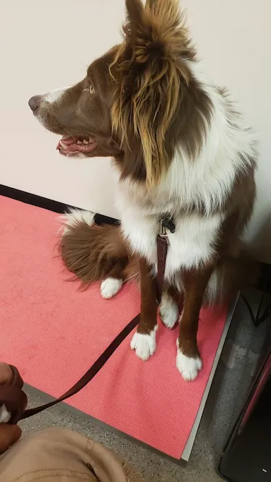 Holistic Veterinary Care Picture 2